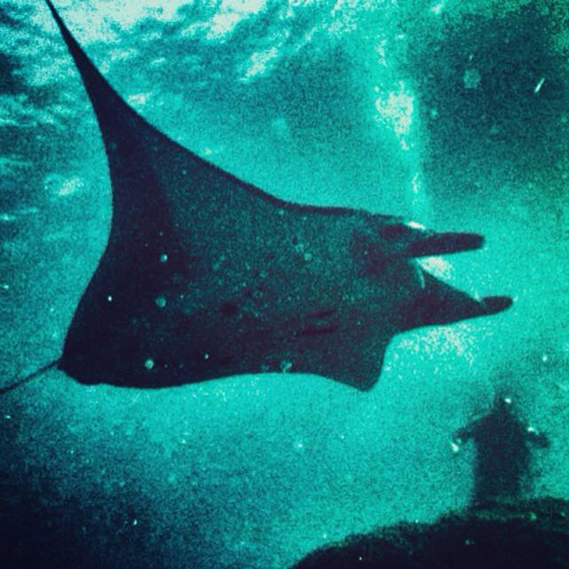 manta ray instagram