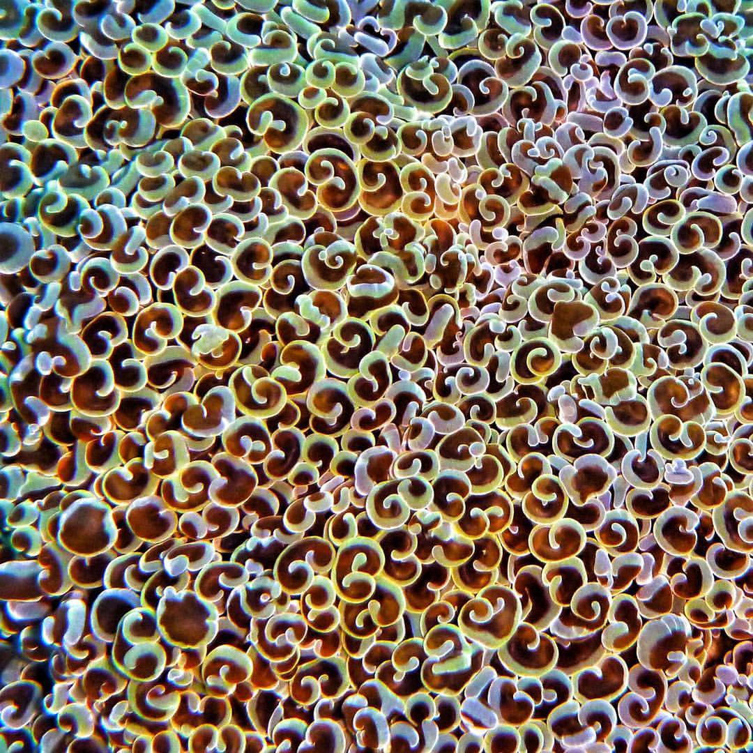 rainbow sea anenome indonesia