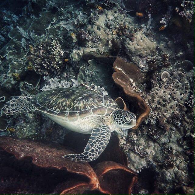 turtle bunaken indonesia 2016